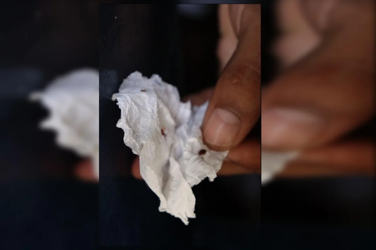 Em algumas celas, percevejos foram encontrados Em algumas celas, percevejos foram encontrados