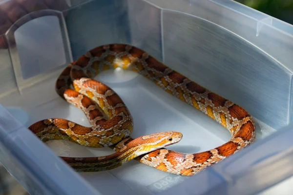 Corn snake apreendida em operação da PCDF