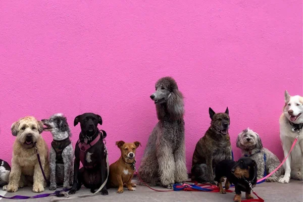 campanha pets