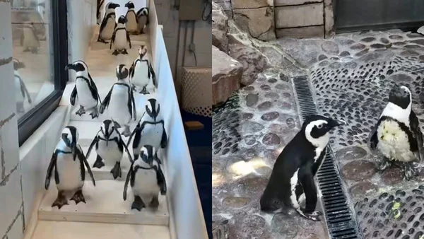 Pinguins com frio? Onda ártica leva aquário a abrigar 20 aves nos EUA