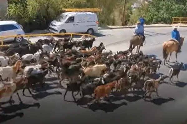 Covid afeta criação de cabra no Chile