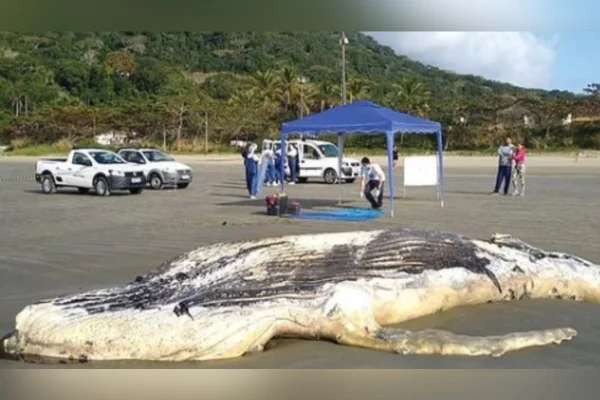 Filhote de baleia jubarte é encontrado morto encalhado em praia de SP