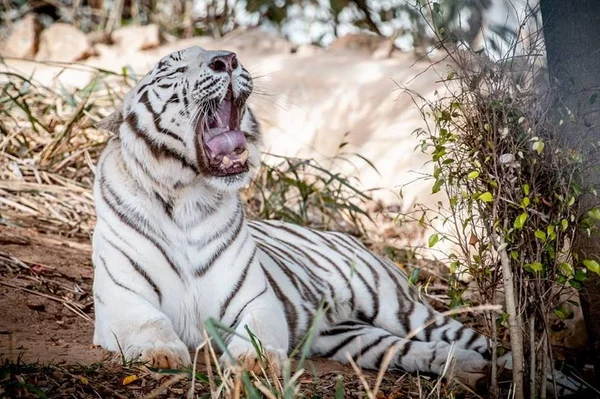 Ministério Público investiga morte de tigres brancos do Zoológico