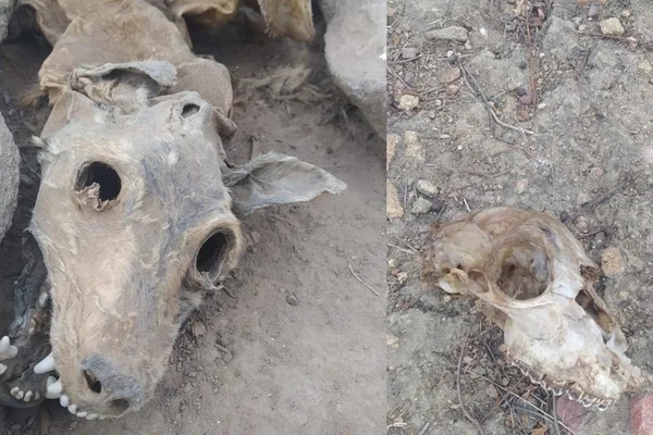 Carcaças de cachorros no "cemitério" de animais