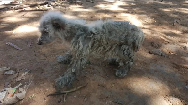 Mulher é multada em R$ 954 por maltratar cadela no DF