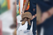 Segundo os bombeiros, o animal foi encontrado após as chamas serem controladas no local Segundo os bombeiros, o animal foi encontrado após as chamas serem controladas no local