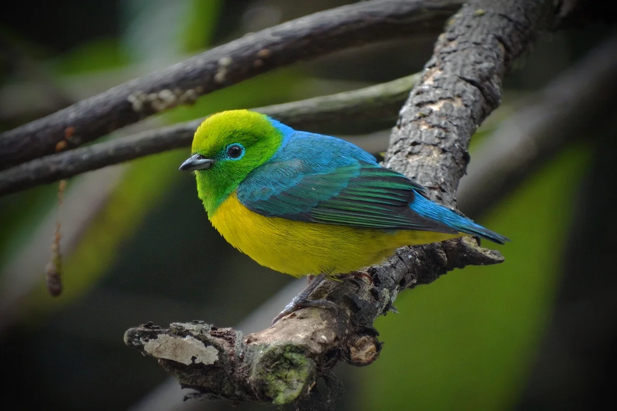 Ave bandeirinha: animal raro ajuda a regenerar florestas do Brasil