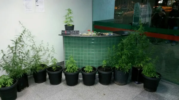 Homem é preso pela PM com 14 pés de maconha no Jardim Botânico