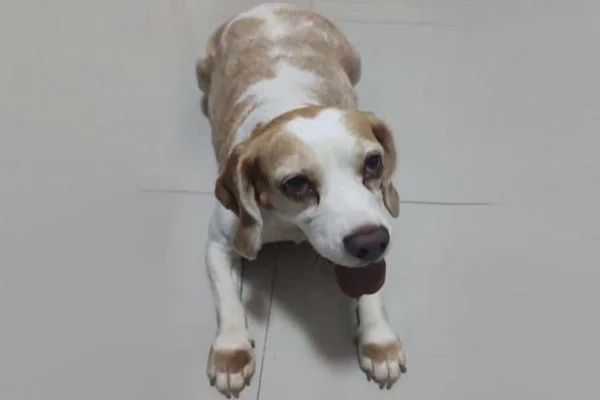 Em foto colorida cão da raça bleagle com a boca aberta e deitado sobre chão de azulejo branco - Metrópoles
