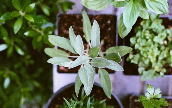 Boas energias: veja as melhores plantas medicinais para ter em casa