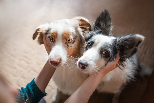 Quem é quem? 5 pares de raças de cachorro que costumam ser confundidas