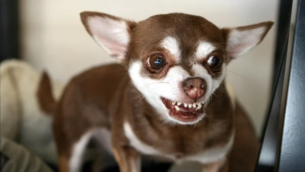 cachorro pequeno bravo