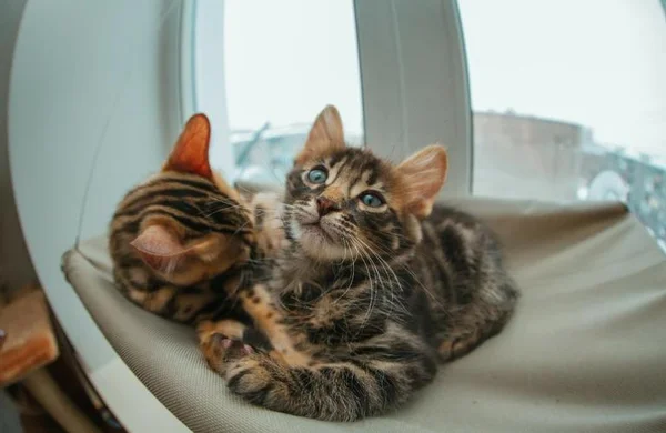 Gatos