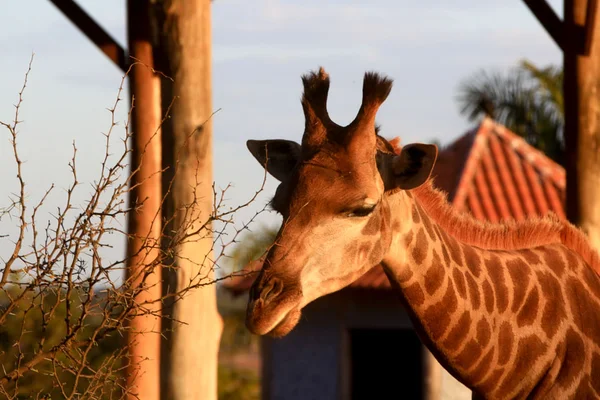 Morre a girafa Yvelise, do Jardim Zoológico de Brasília