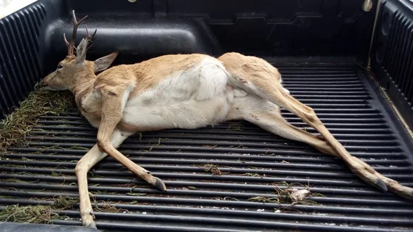 Veado-campeiro morre após ser atropelado na DF-001