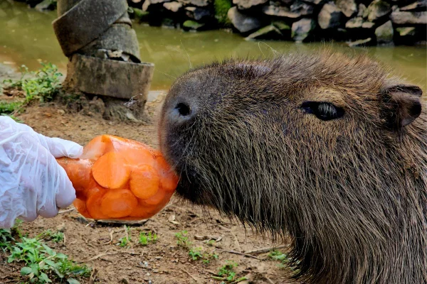 Foto colorida de capivara comendo picolé - Metrópoles