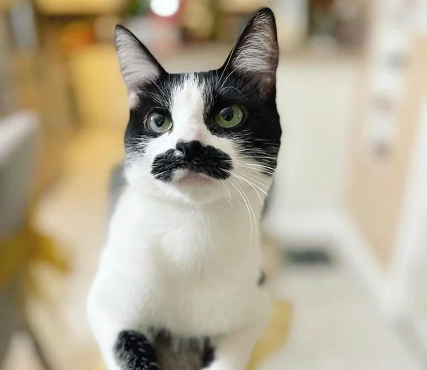 Gato com mancha em formato de bigode