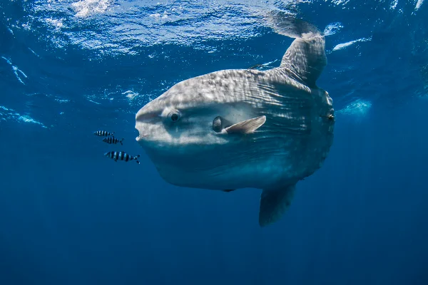 Imagem colorida mostra peixe-lua nadando no oceano - Metrópoles
