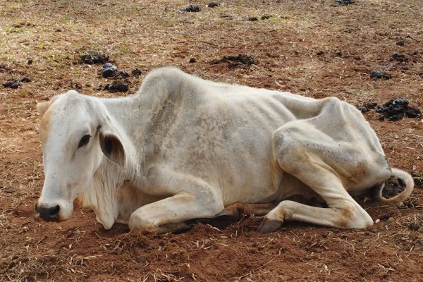 Imagem colorida mostra boi, animal bovino, em estado crítico de saúde no interior de São Paulo - Metrópoles