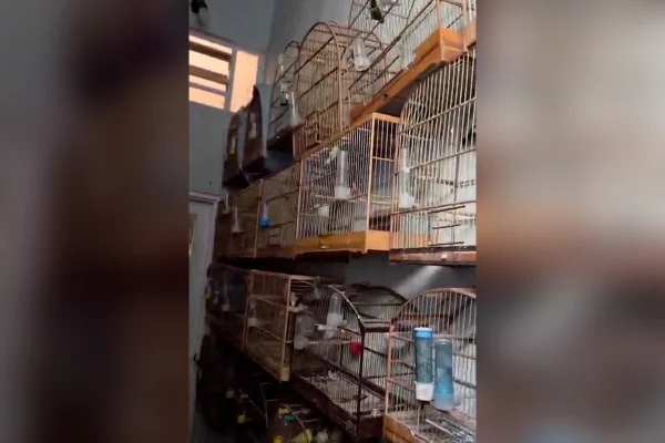 Cativeiro de aves no riacho fundo