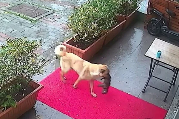 Vira-lata leva filhote até clínica veterinária e “pede” ajuda; vídeo