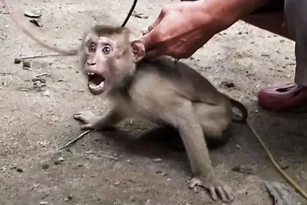 Macaco sendo acorrentado