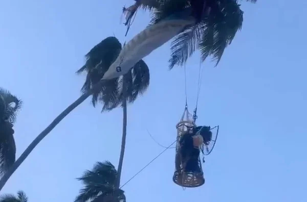 Imagem colorida: Paramotor fica preso em coqueiro em Pernambuco