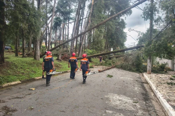 Temporal causa queda de dezenas de árvores em Caieras, na Grande SP