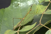 
Bicho-pau de ordem Phasmatodea registrado durante expedição à Reserva Biológica ZF2 em Manaus