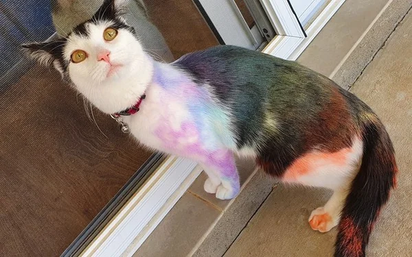 Gatos pintados de giz