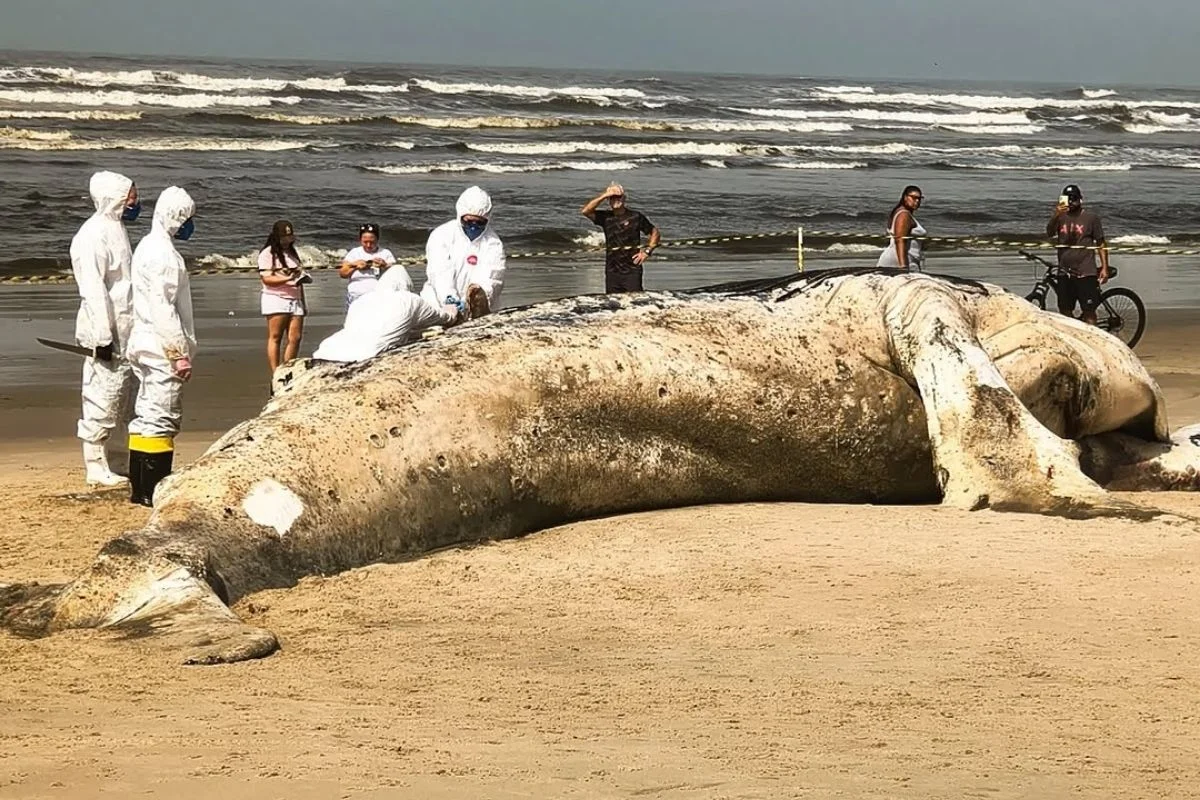Baleia-jubarte encalhada em praia de Itanhaém Baleia-jubarte encalhada em praia de Itanhaém