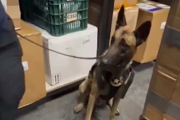 foto colorida de cão da Receita Federal fareja haxixe em carga no Aeroporto de Viracopos - Metrópoles