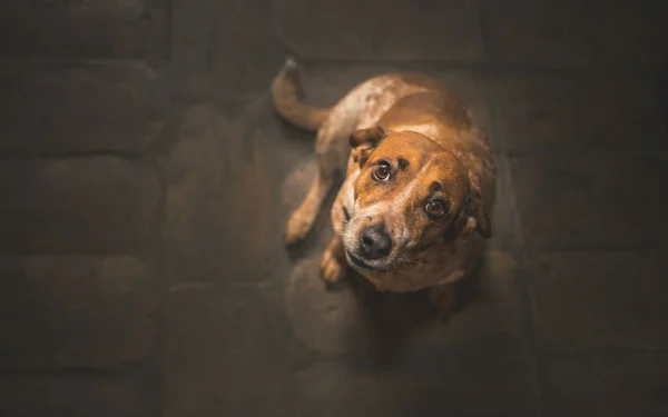 Maioria dos donos de animais diz que os abandonaria em caso de mudança