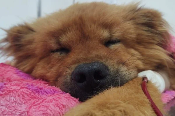 Cães do DF podem ajudar os “aumigos” com doação de sangue. Saiba como