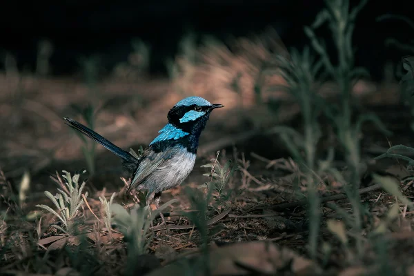 Imagem colorida de pássaro símbolo da Austrália - Metrópoles