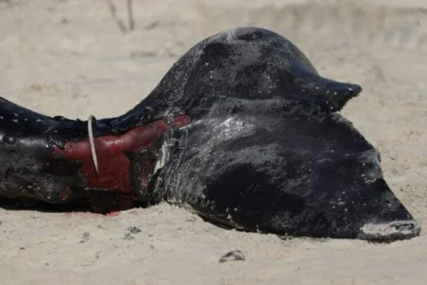 Imagem colorida mostra cauda de bebê baleia que teria sido atropelada por embarcação - Metrópoles