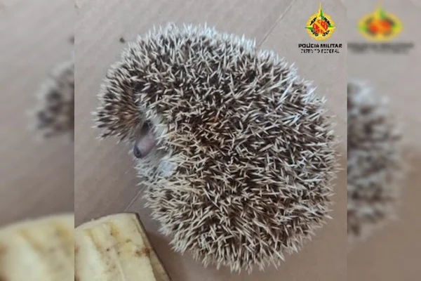 Vídeo: moradora do DF encontra em casa filhote de ouriço que inspirou Sonic