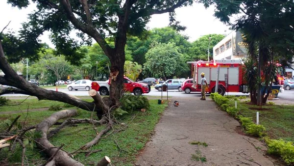 Bombeiros são acionados para atuar em queda de árvores no Plano Piloto