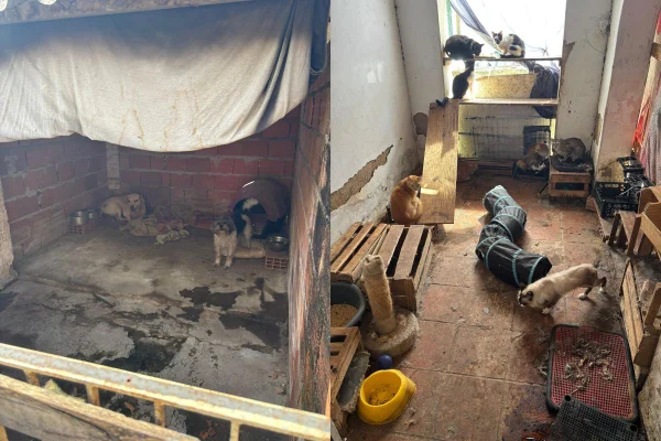 Polícia Ambiental atendeu ocorrência em Caraguatatuba. No local, foram encontrados 7 cachorros e 33 gatos em situação de negligência - Metrópoles