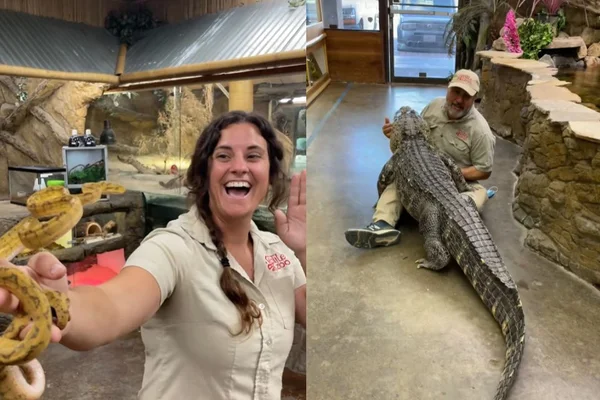 De cobras a jacarés: tratadores mostram rotina em zoológico de répteis