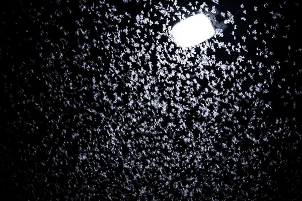Imagem em preto e branco mostra insetos na luz do poste - Metrópoles