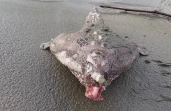 Peixe com aparência esquisita chama atenção no litoral de SP