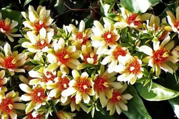 Planta ora-pro-nóbis com flores - Metrópoles