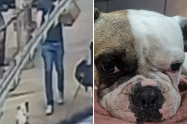 Homem atira em cachorro na rua em BH