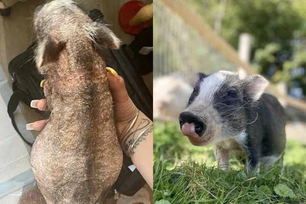 montagem colorida de fotos de porquinho sem pelos resgatado