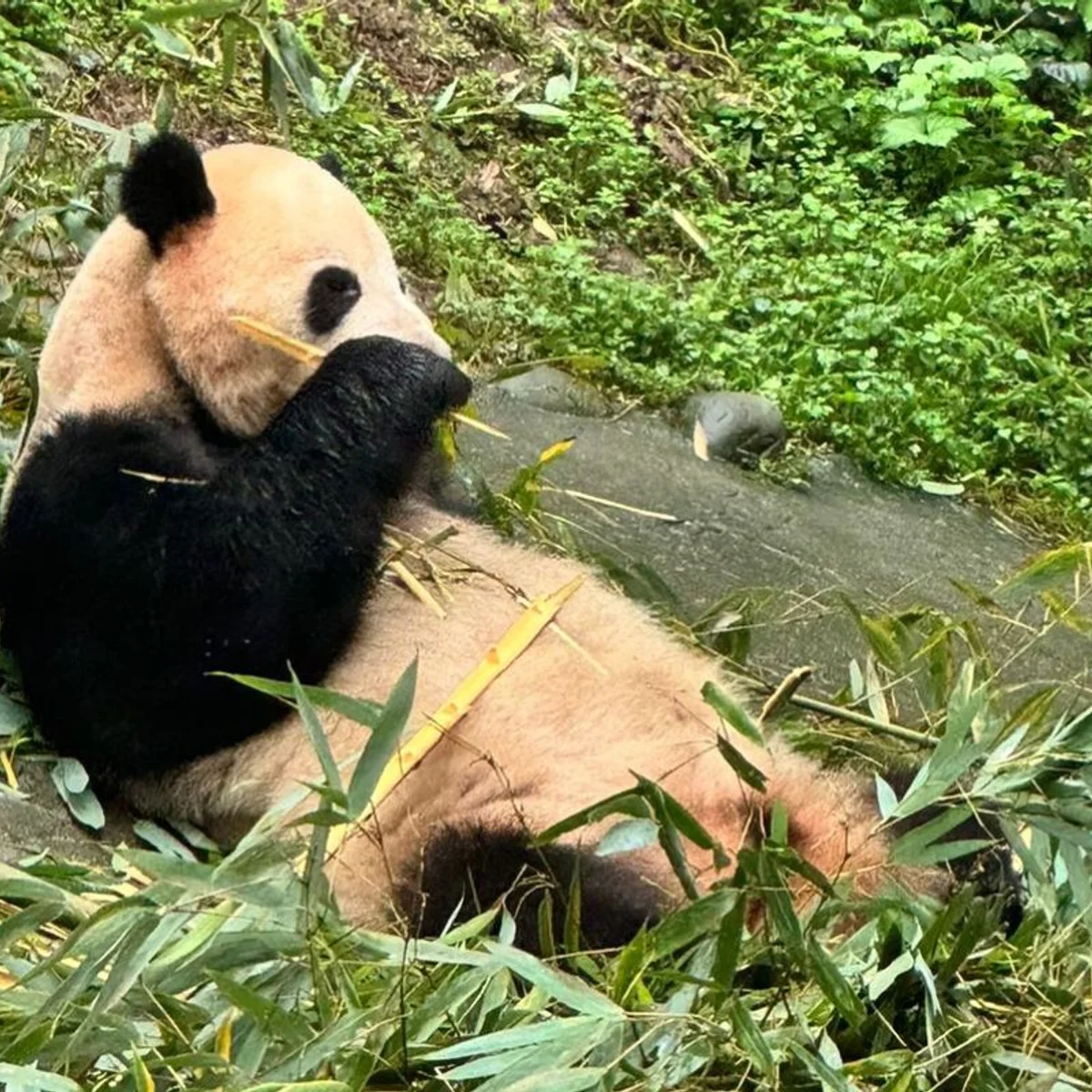 panda様 Saiba como vivem pandas 