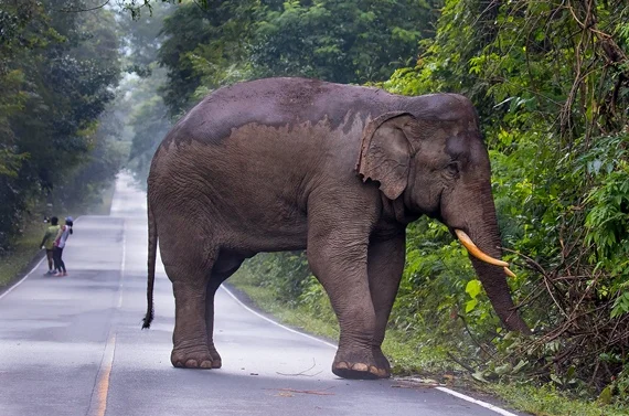 Elefante se incomoda com selfie e persegue casal na Tailândia - imagem 1 Elefante se incomoda com selfie e persegue casal na Tailândia - imagem 1
