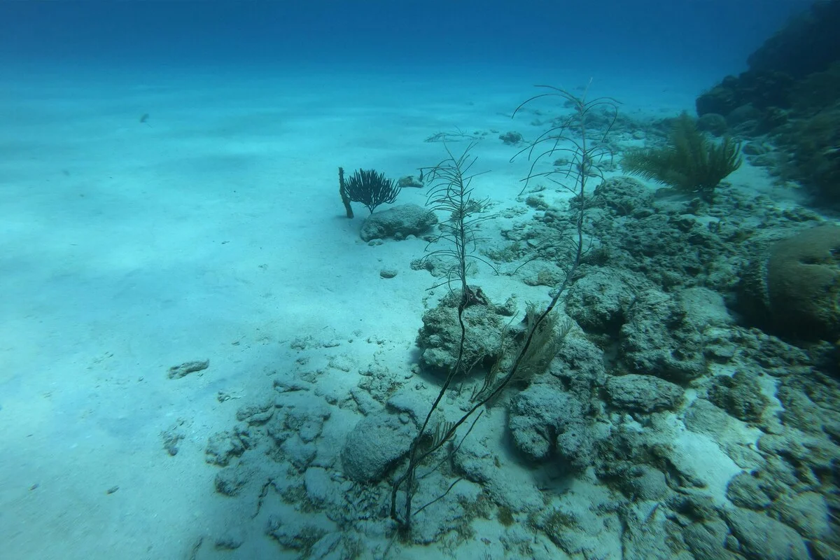 Animais se adaptaram para sobreviver à pressão atmosférica no fundo do mar