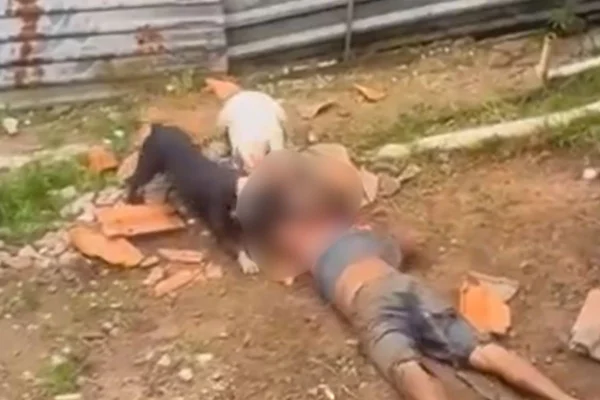 Pitbull pertencem a familiares da vítima, que podem responder por negligência na guarda de animai perigosos - Metrópoles
