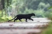 Pantera-negra Pantera-negra